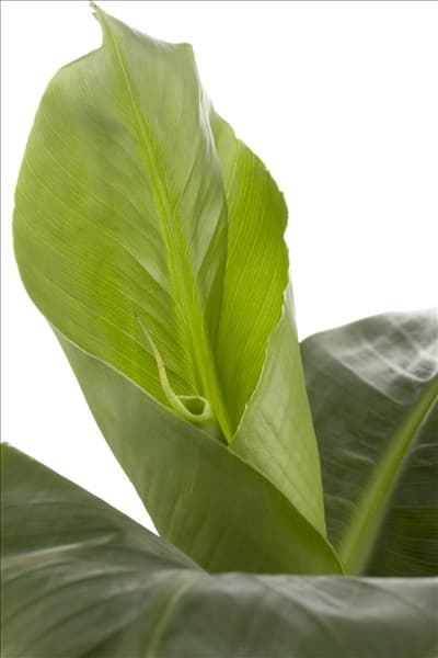 Musa acuminata