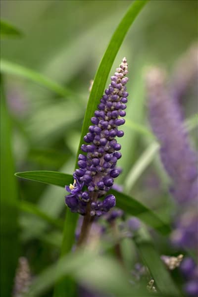 Liriope muscari