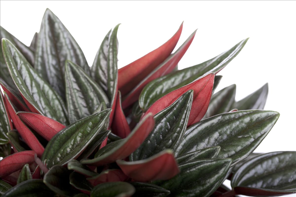 Peperomia caperata 'Rosso'
