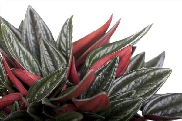 Peperomia caperata 'Rosso'
