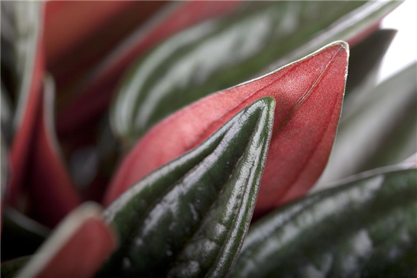 Peperomia caperata 'Rosso'