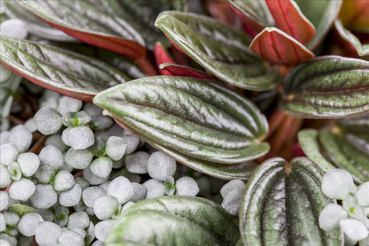 Pilea depressa