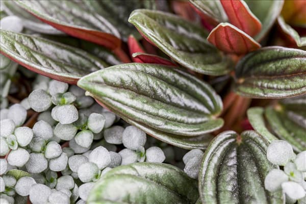 Pilea depressa