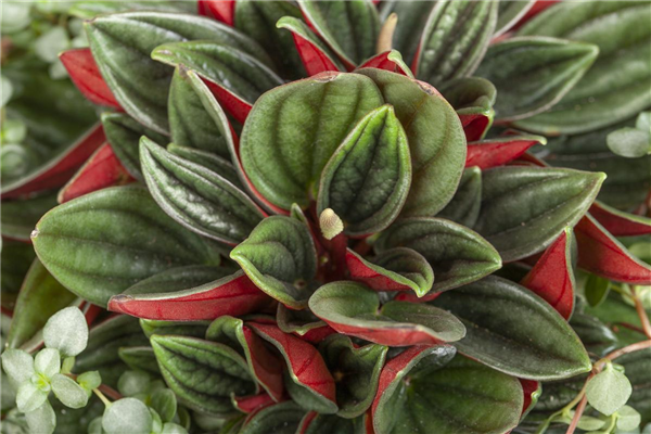 Peperomia caperata 'Rosso'
