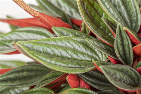 Peperomia caperata 'Rosso'