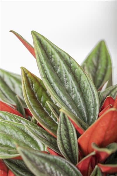 Peperomia caperata 'Rosso'