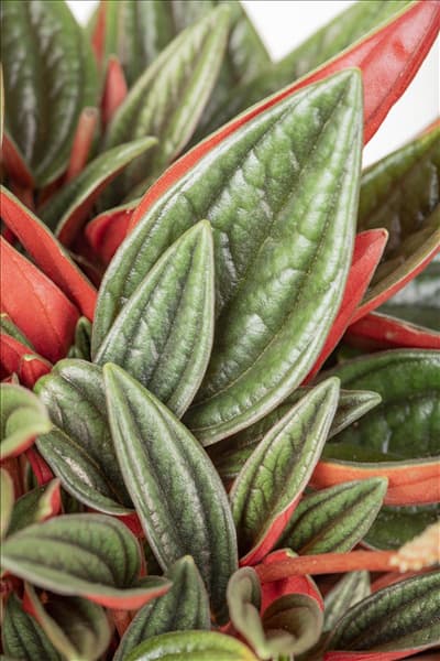 Peperomia caperata 'Rosso'