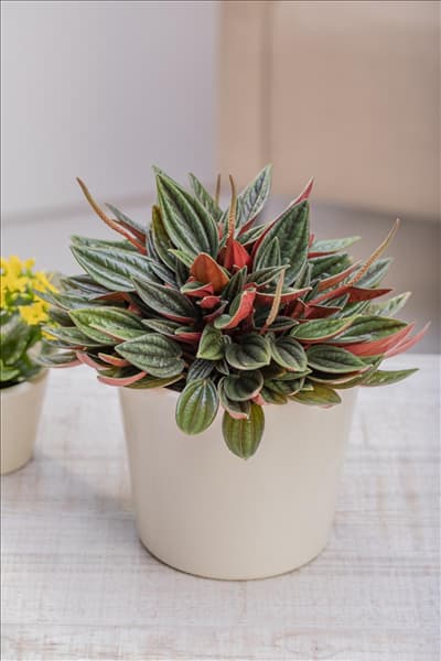 Peperomia caperata 'Rosso'