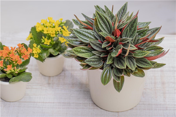 Peperomia caperata 'Rosso'