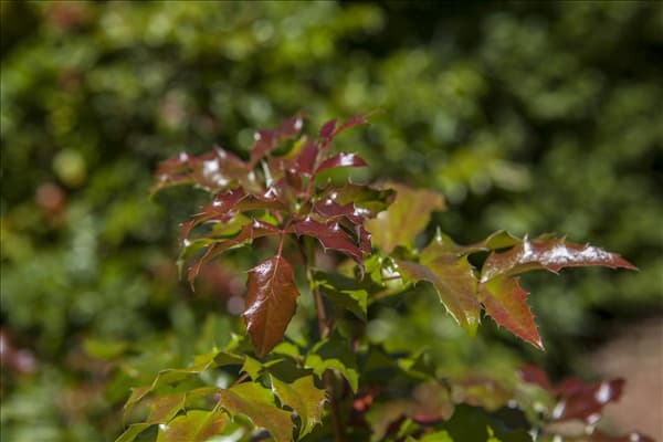 Mahonia aquifolium