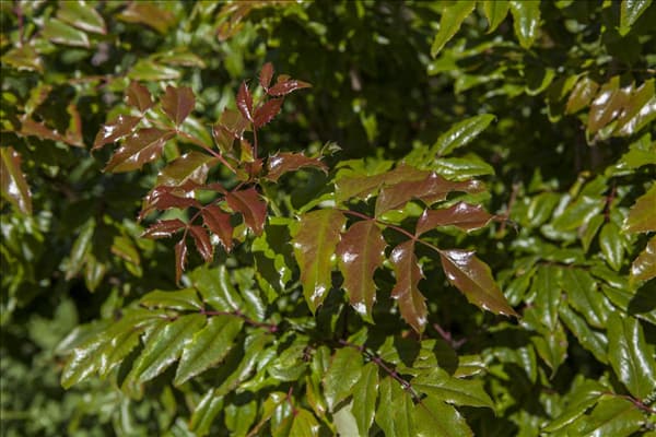 Mahonia aquifolium