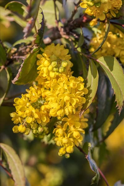 Mahonia aquifolium