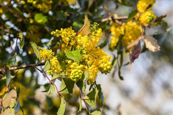 Mahonia aquifolium