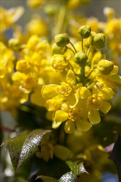 Mahonia aquifolium