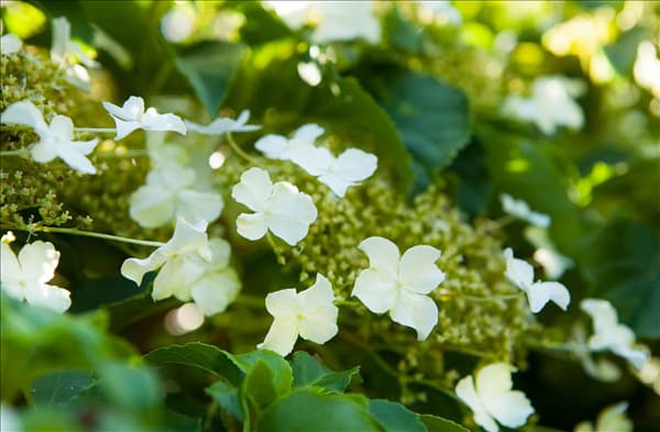 Hydrangea petiolaris