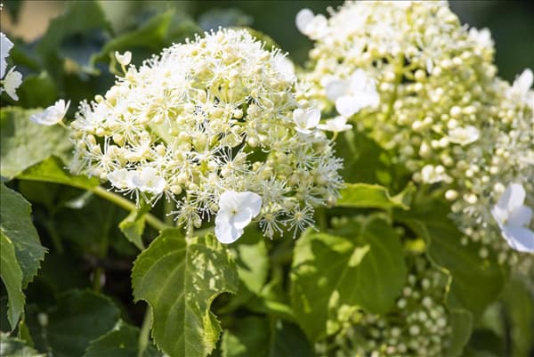 Hydrangea petiolaris