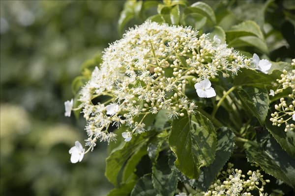 Hydrangea petiolaris