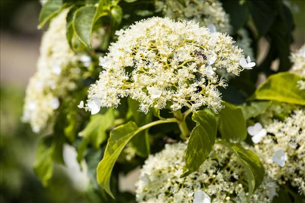 Hydrangea petiolaris