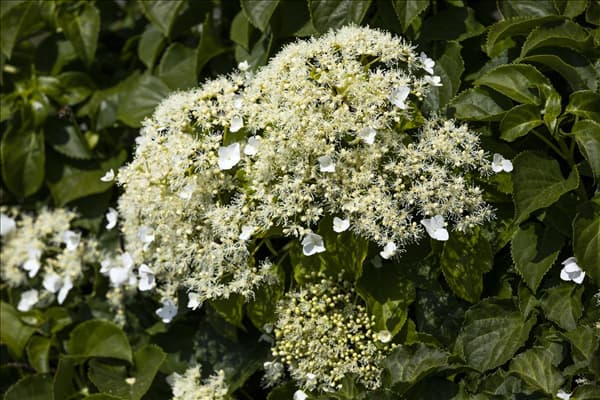 Hydrangea petiolaris