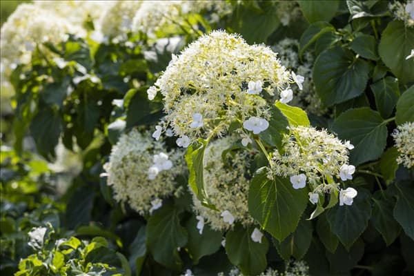 Hydrangea petiolaris