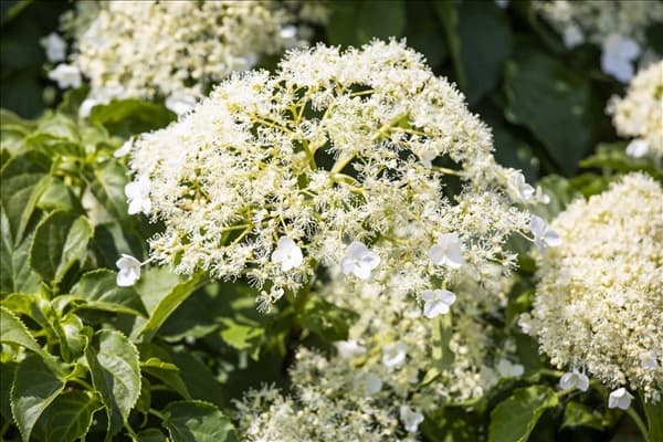 Hydrangea petiolaris