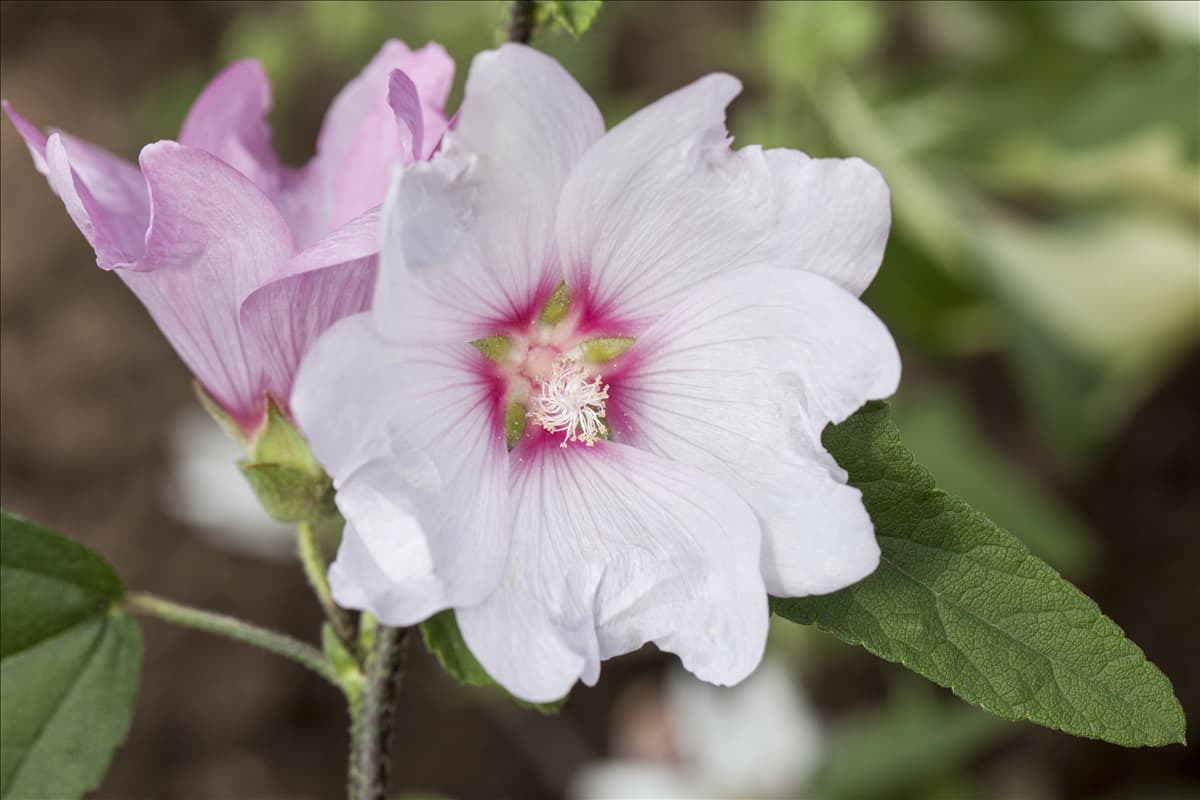 Lavatera x clementii 'Barnsley'