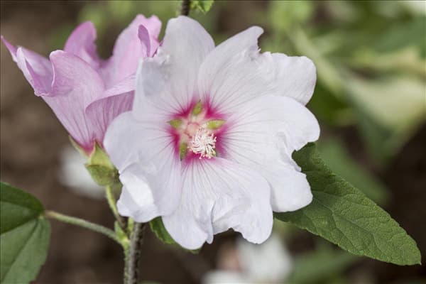 Lavatera x clementii 'Barnsley'