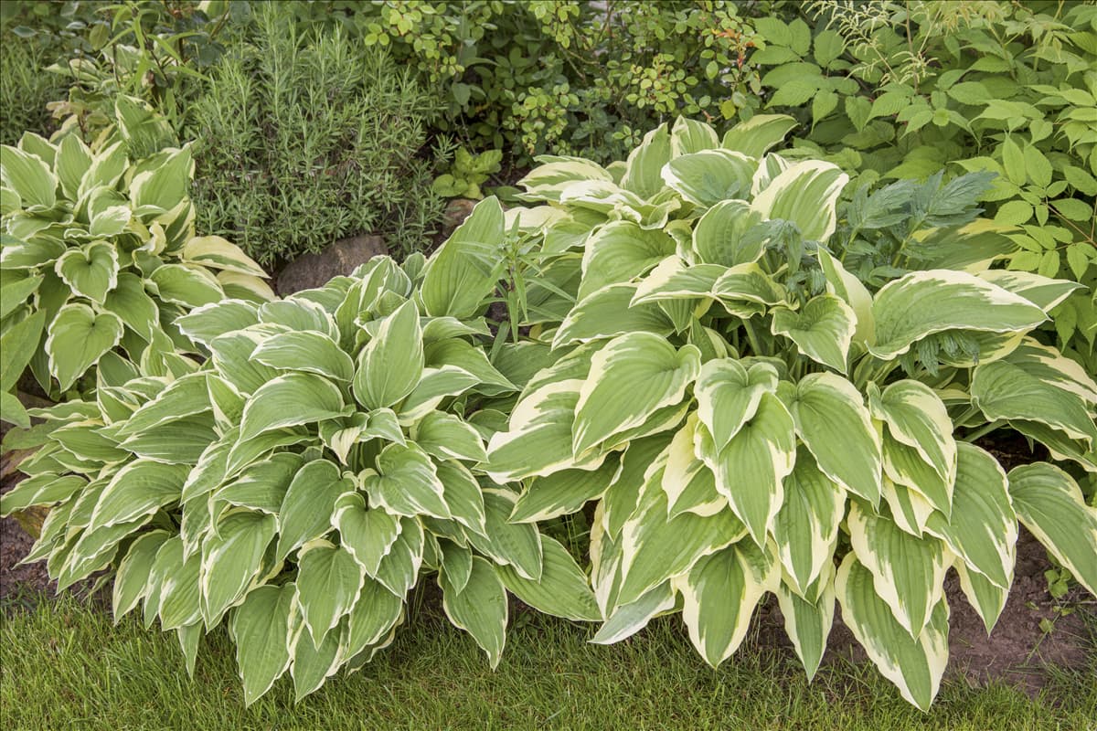 Hosta sieboldii