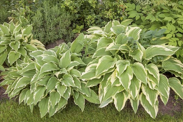 Hosta sieboldii