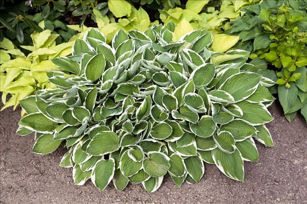 Hosta sieboldii