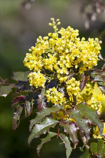 Mahonia media