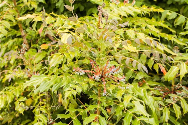 Mahonia media
