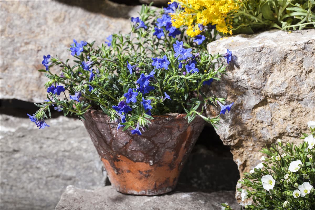 Lithodora diffusa 'Lapsi Lazuli'