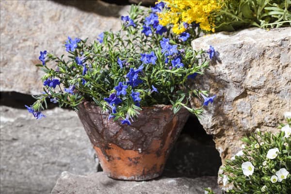 Lithodora diffusa 'Lapsi Lazuli'