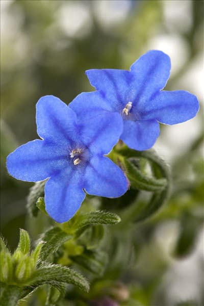 Lithodora diffusa