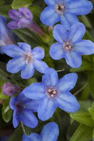 Lithodora diffusa 'Heavenly Blue'