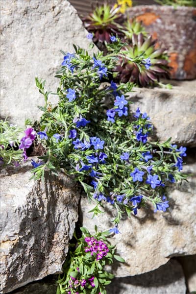 Lithodora diffusa 'Lapsi Lazuli'
