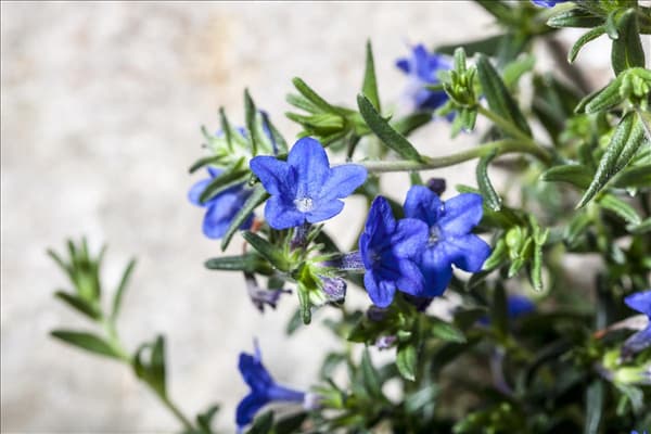 Lithodora diffusa 'Lapsi Lazuli'