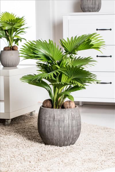Livistona chinensis