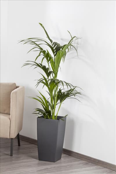 Howea forsteriana
