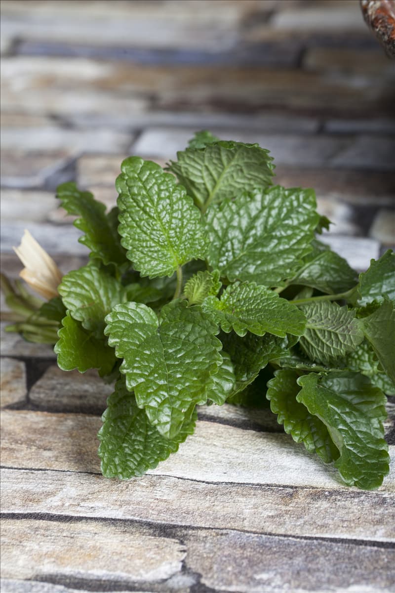 Melissa officinalis
