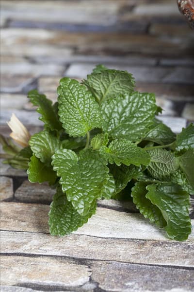 Melissa officinalis