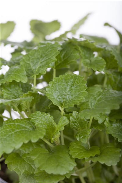 Melissa officinalis