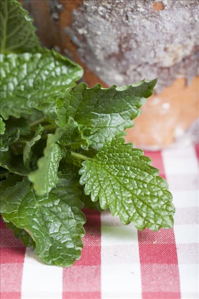 Melissa officinalis