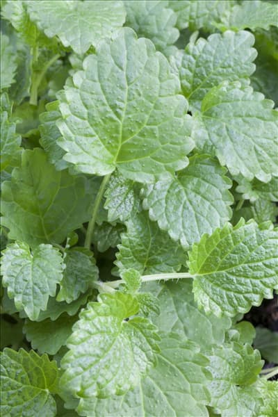 Melissa officinalis