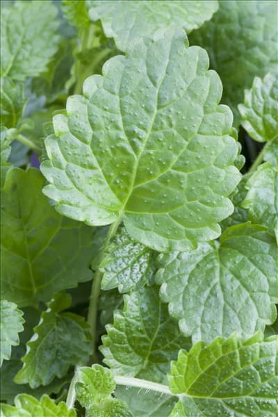 Melissa officinalis