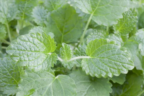 Melissa officinalis