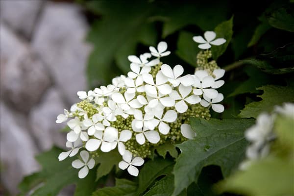 Hydrangea quercifolia