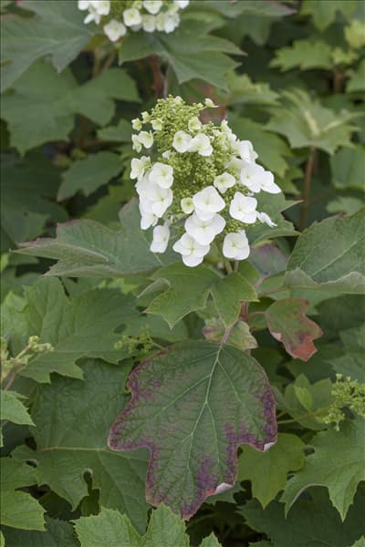 Hydrangea quercifolia