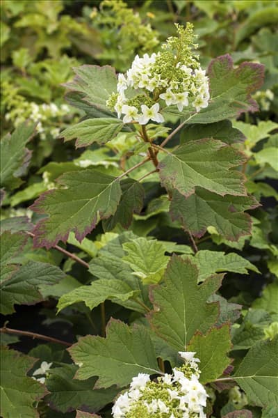 Hydrangea quercifolia